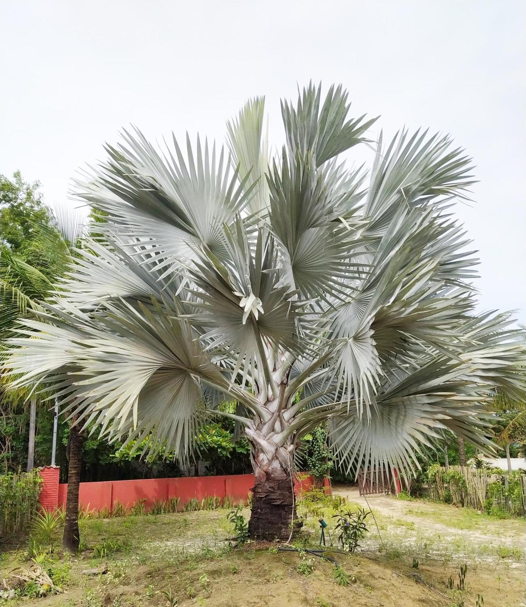 Casa Cumuruxatiba, Natureza E Charme מראה חיצוני תמונה