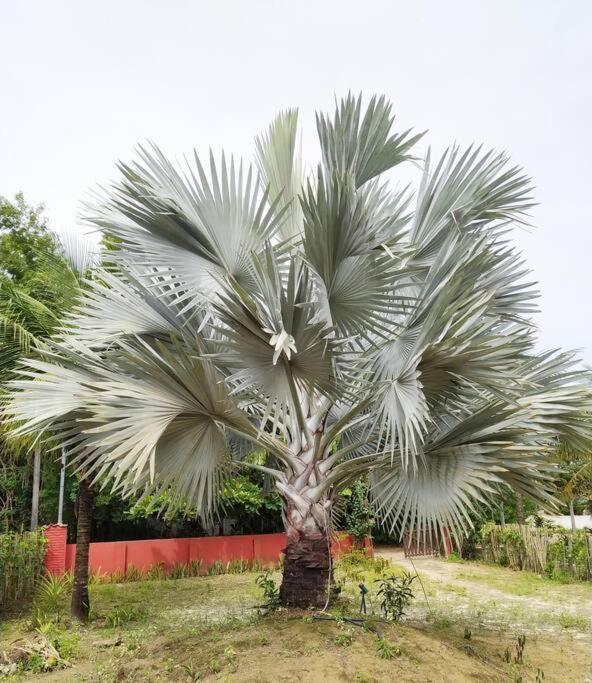 Casa Cumuruxatiba, Natureza E Charme מראה חיצוני תמונה